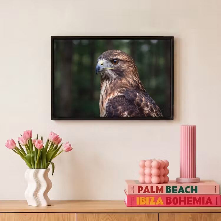 Canvas met lijst - Buizerd - Roofvogel - Natuur - Bruin — 8