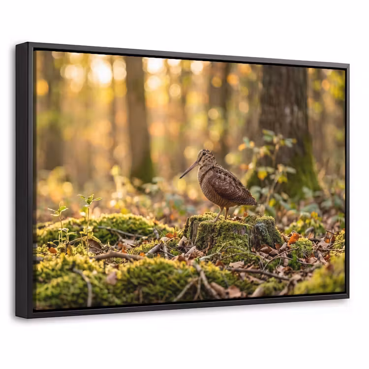 Canvas met lijst - Houtsnip - Bos - Bladeren - Herfst - Gecamoufleerd — 1