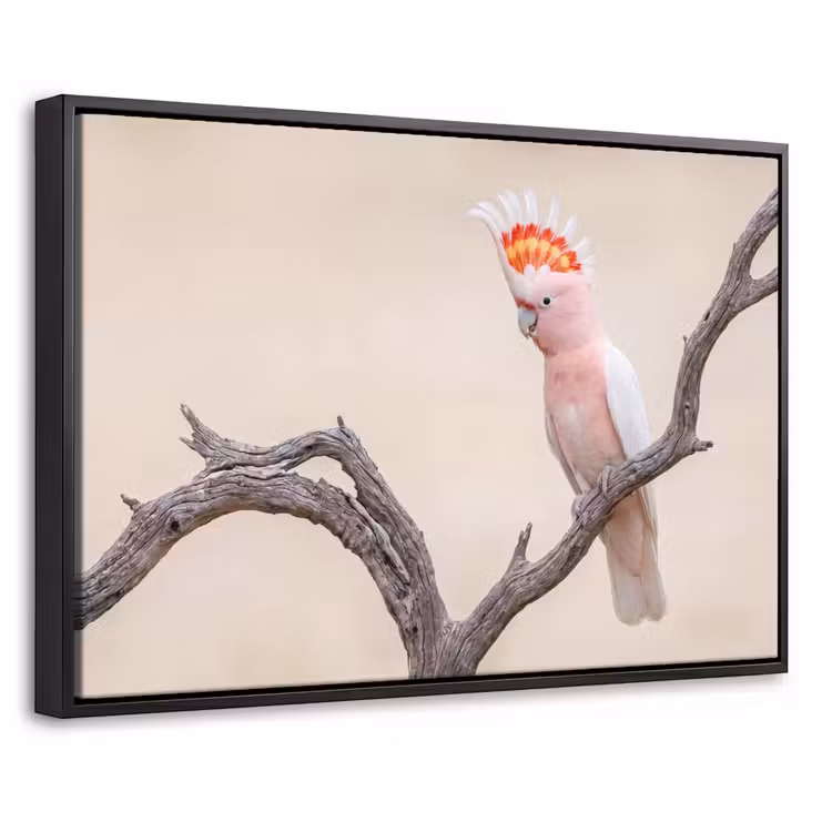 Canvas met lijst - Papagaai - Tak - Roze — 1