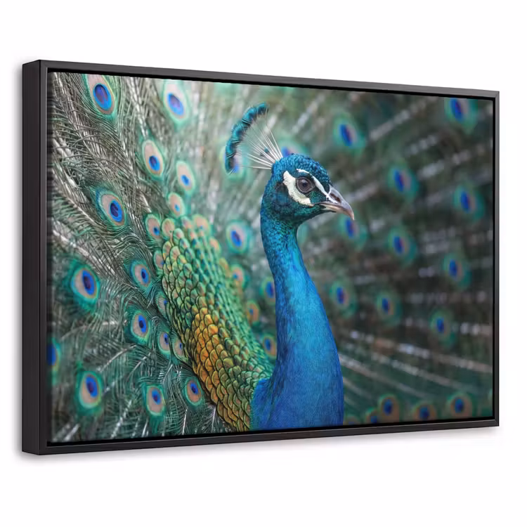 Canvas met lijst - Pauw - Veren - Blauw — 1