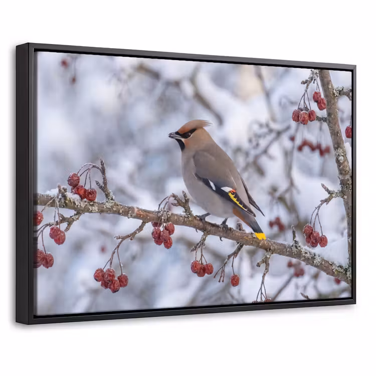 Canvas met lijst - Pestvogel - Bessen - Winter - Natuur — 1