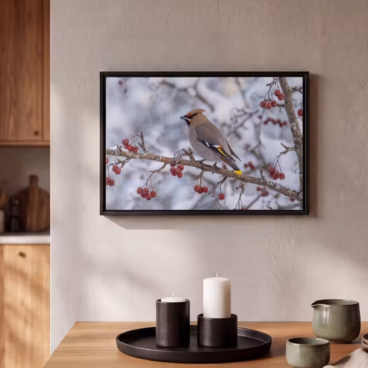 Canvas met lijst - Pestvogel - Bessen - Winter - Natuur — 2