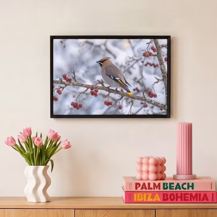 Canvas met lijst - Pestvogel - Bessen - Winter - Natuur — 8