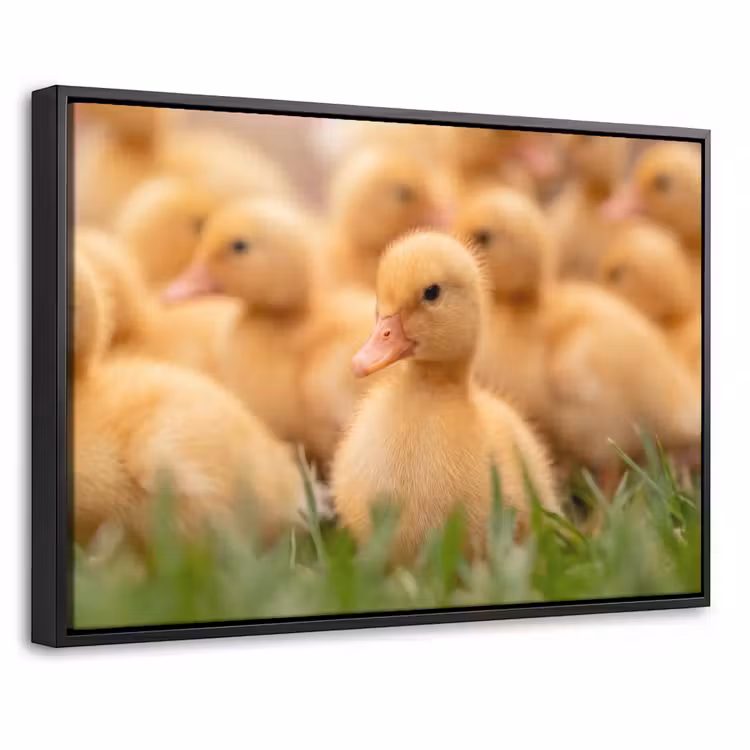 Canvas met lijst - Pijltje - Eend - Natuur - Geel — 1