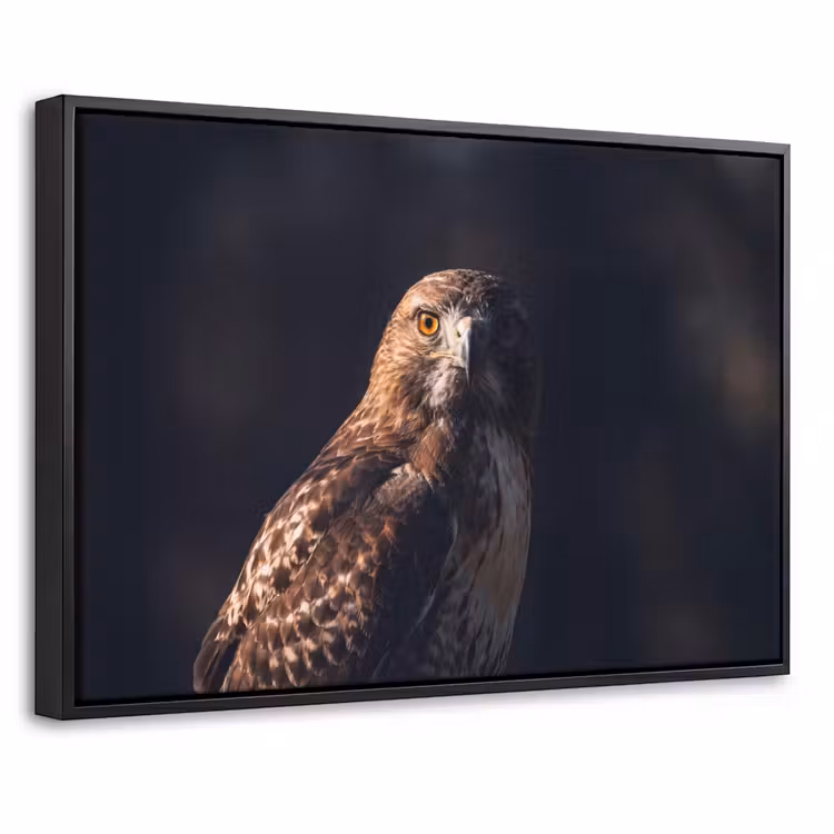 Canvas met lijst - Roofvogel - Buizerd - Bruin — 1