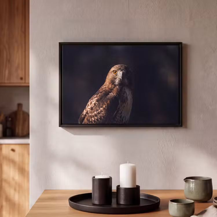 Canvas met lijst - Roofvogel - Buizerd - Bruin — 2