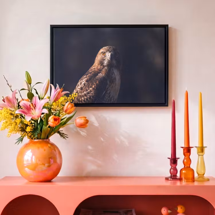 Canvas met lijst - Roofvogel - Buizerd - Bruin — 4