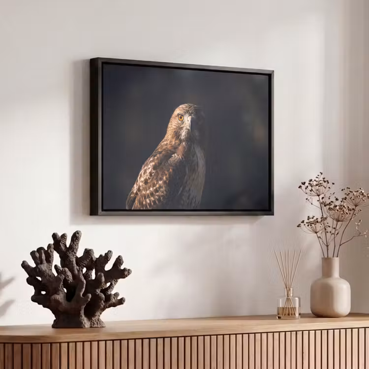 Canvas met lijst - Roofvogel - Buizerd - Bruin — 6