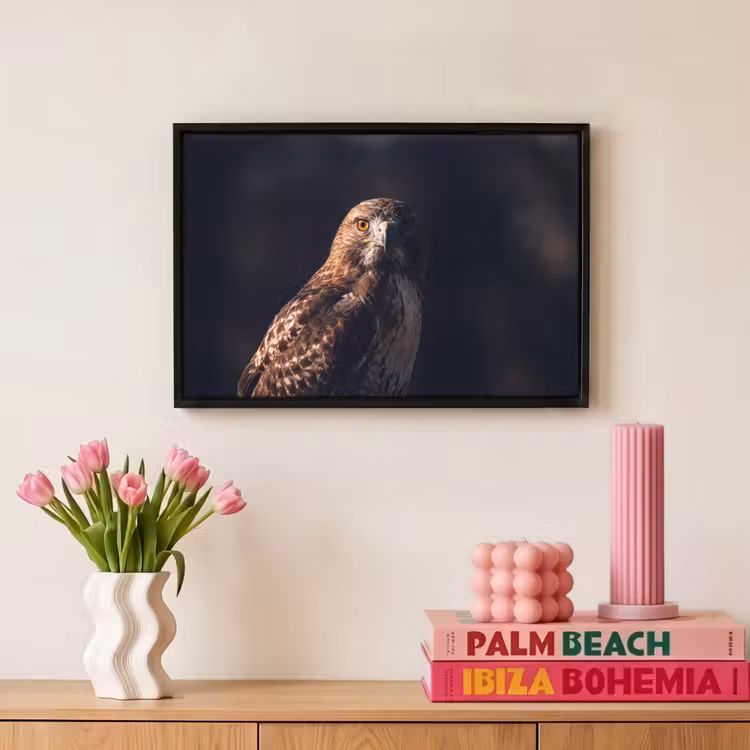 Canvas met lijst - Roofvogel - Buizerd - Bruin — 8