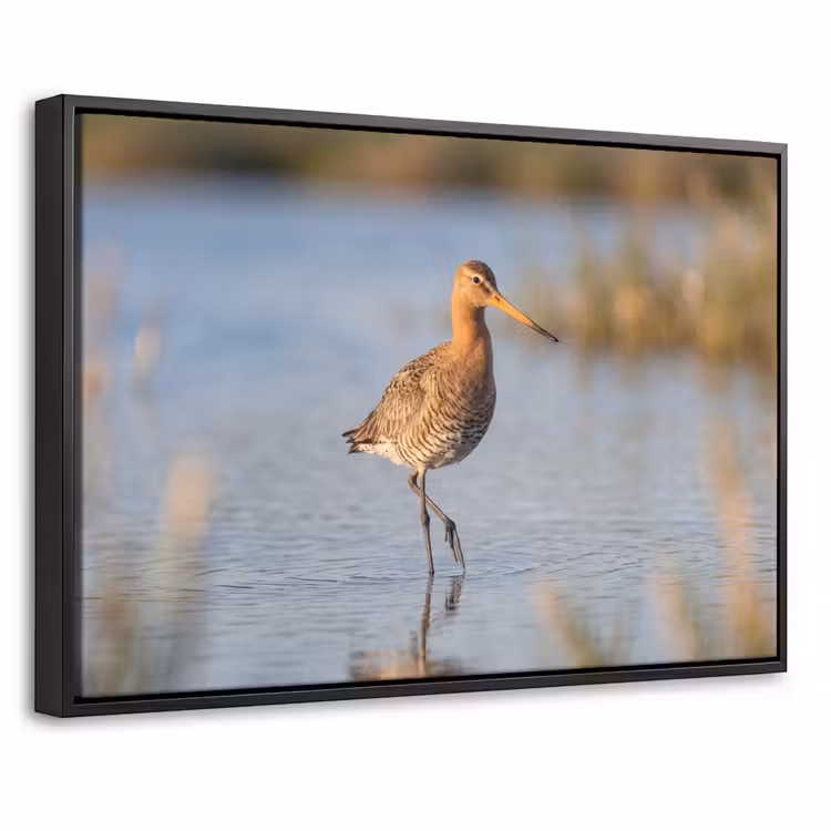 Canvas met lijst - Vogel - Steltloper - Water - Natuur — 1