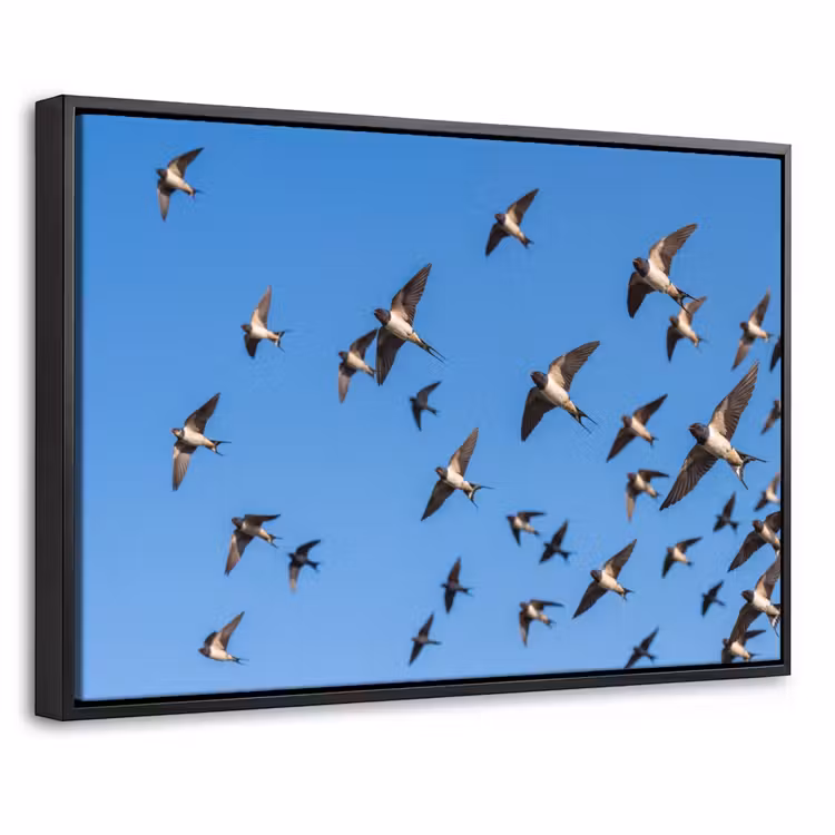 Canvas met lijst - Zwaluwen - Vliegen - Blauw — 1