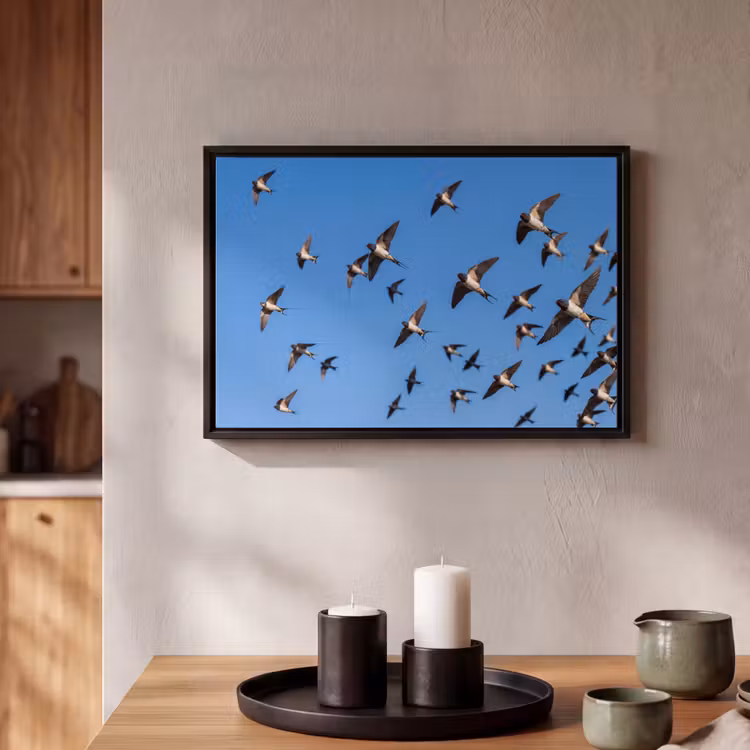 Canvas met lijst - Zwaluwen - Vliegen - Blauw — 2