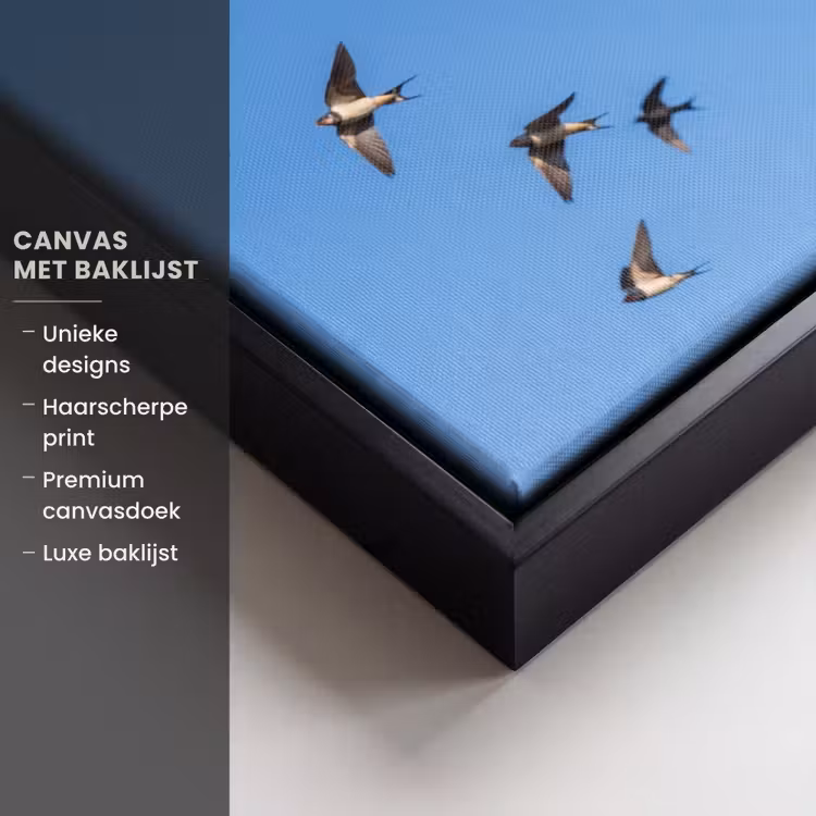 Canvas met lijst - Zwaluwen - Vliegen - Blauw — 5