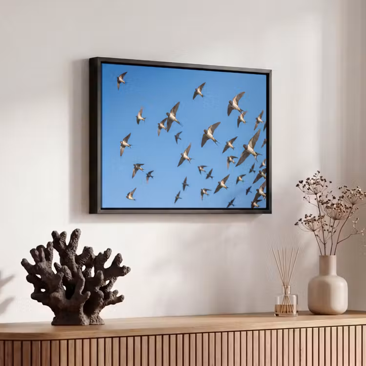 Canvas met lijst - Zwaluwen - Vliegen - Blauw — 6