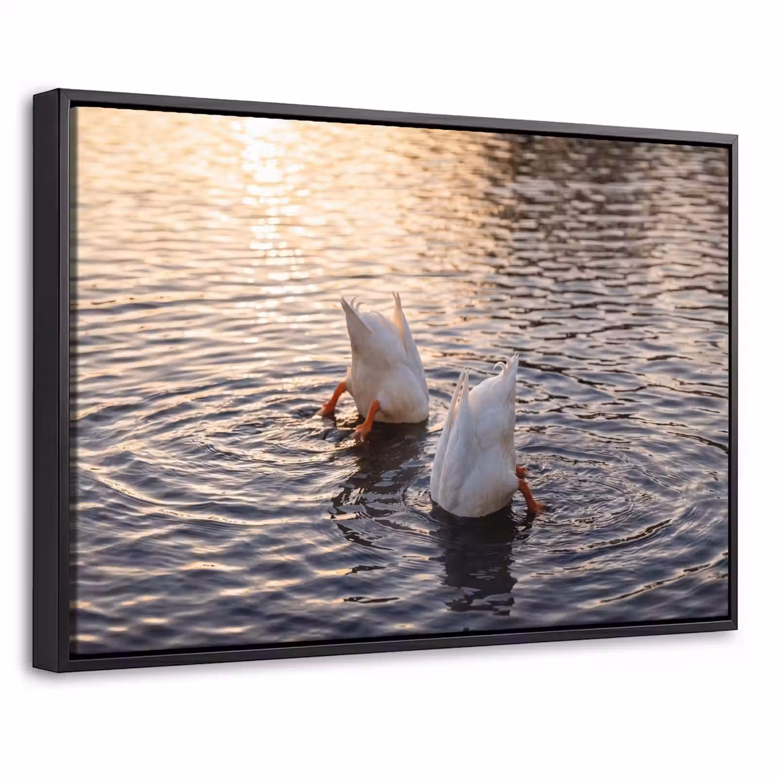 Canvas met lijst - Eenden - Water - Natuur — 1