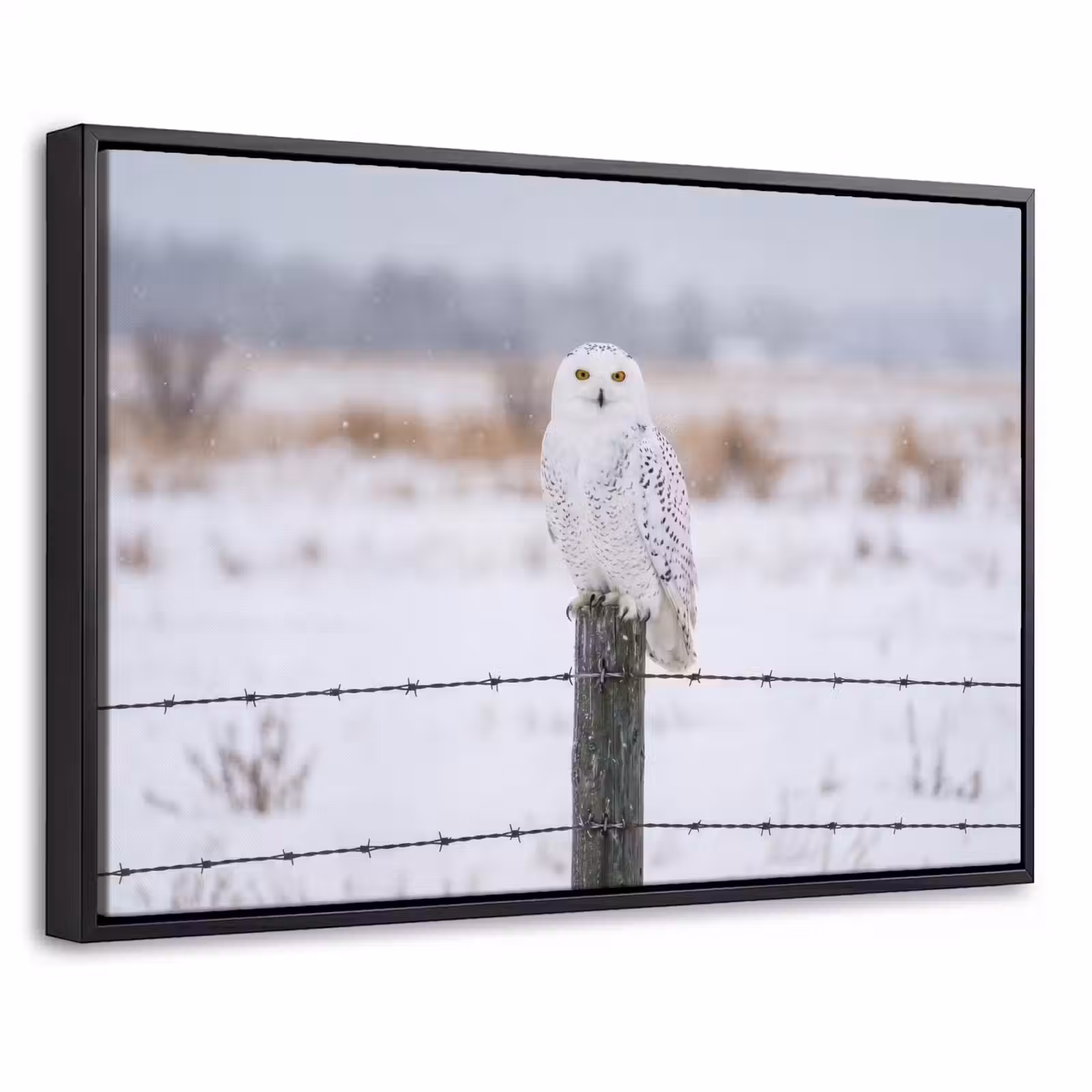 Canvas met lijst - Sneeuwuil - Hek - Sneeuw - Wit — 1