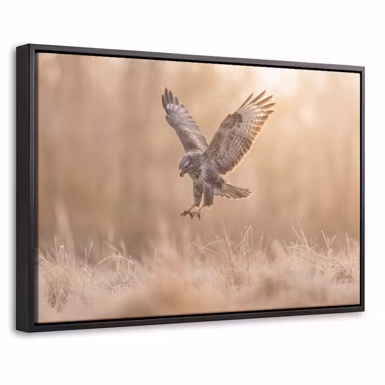 Canvas met lijst - Buizerd - Roofvogel - Natuur - Bruin — 1