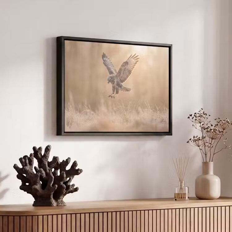 Canvas met lijst - Buizerd - Roofvogel - Natuur - Bruin — 6