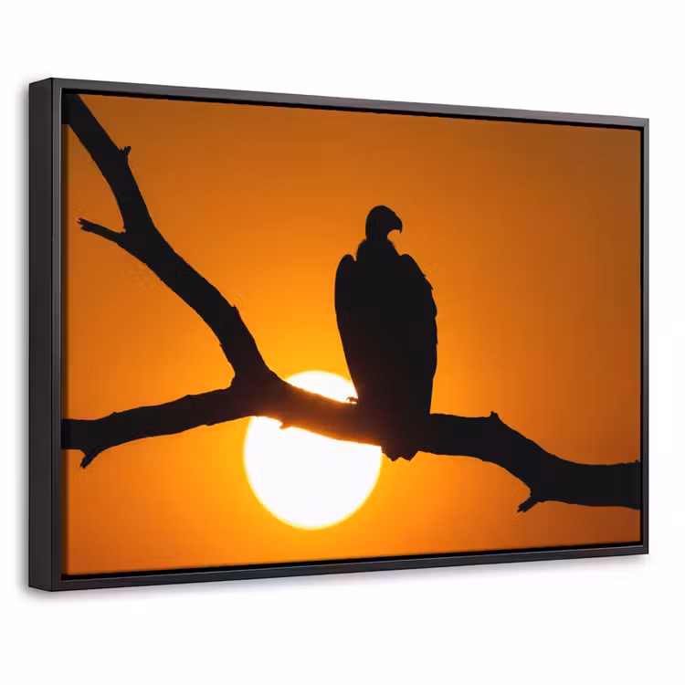 Canvas met lijst - Gier - Tak - Zon - Oranje — 1