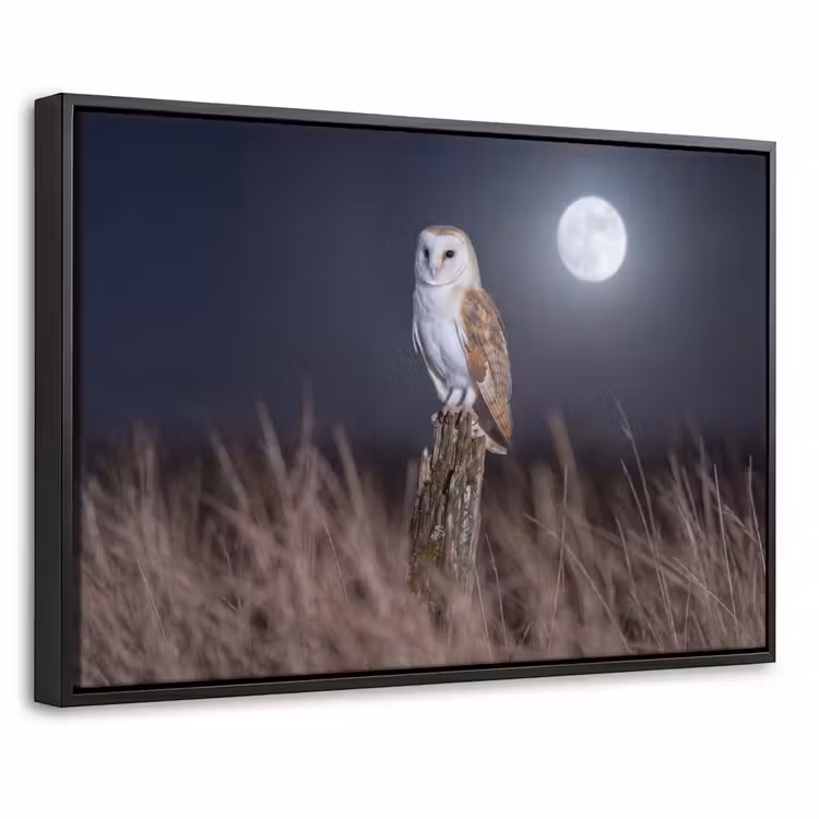 Canvas met lijst - Kerkuil - Maan - Nacht — 1