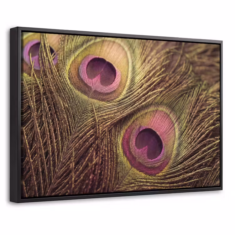 Canvas met lijst - Pauw - Veren - Paars - Groen — 1