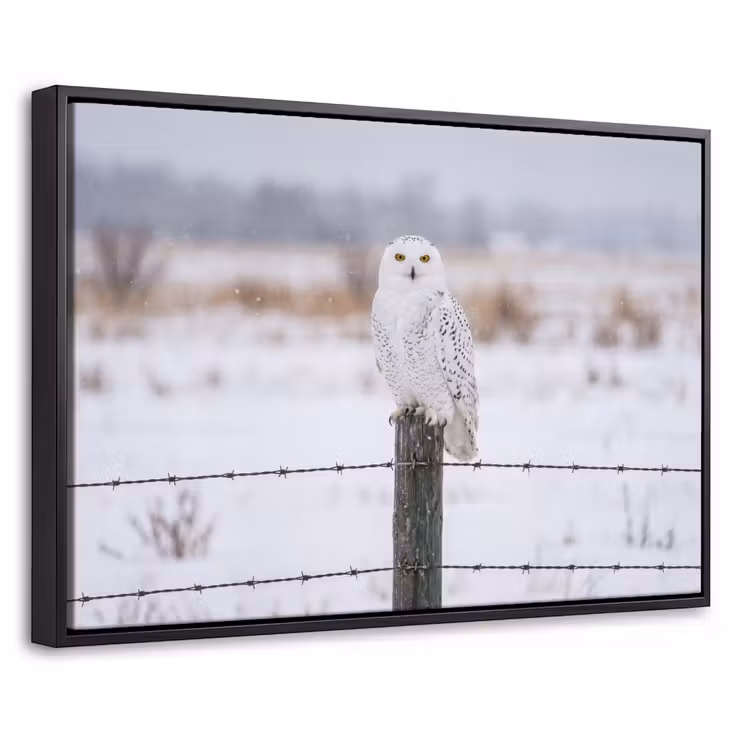 Canvas met lijst - Sneeuwuil - Hek - Sneeuw - Wit — 1