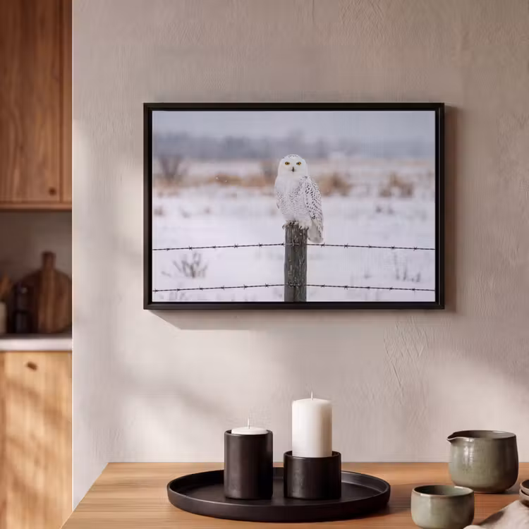 Canvas met lijst - Sneeuwuil - Hek - Sneeuw - Wit — 2