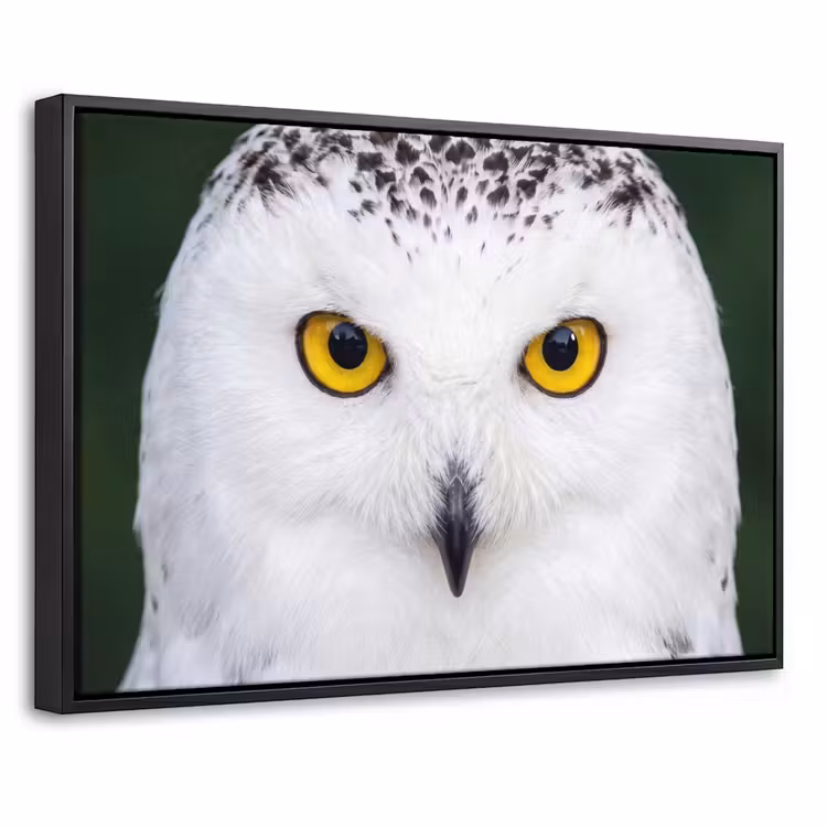 Canvas met lijst - Sneeuwuil - Portret - Geel — 1