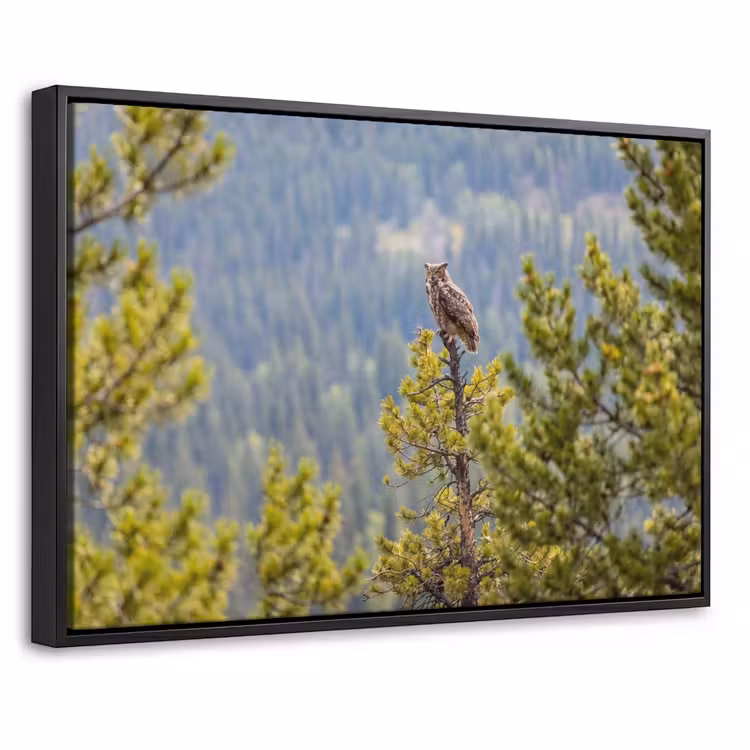 Canvas met lijst - Uil - Oehoe - Bomen - Natuur — 1