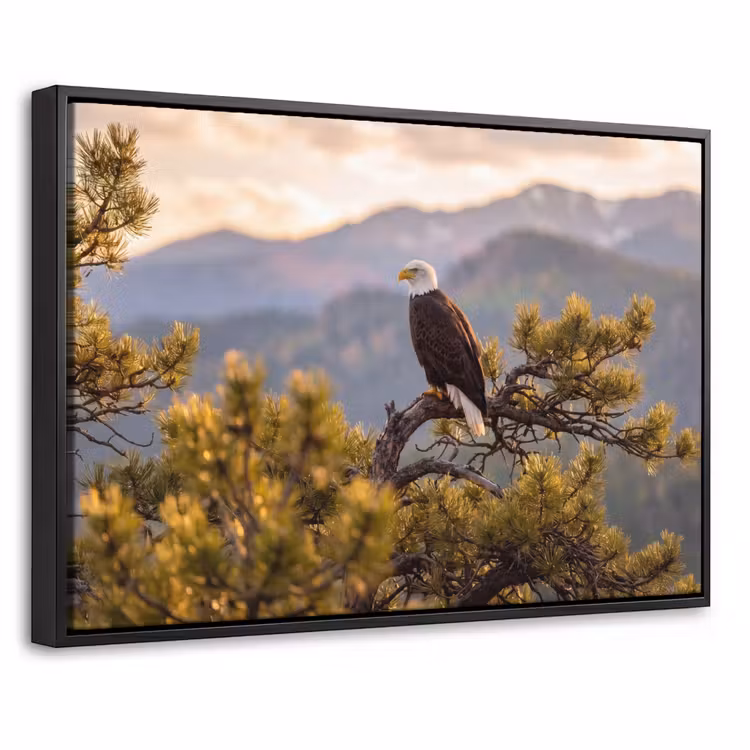 Canvas met lijst - Zeearend - Boom - Bergen - Groen — 1