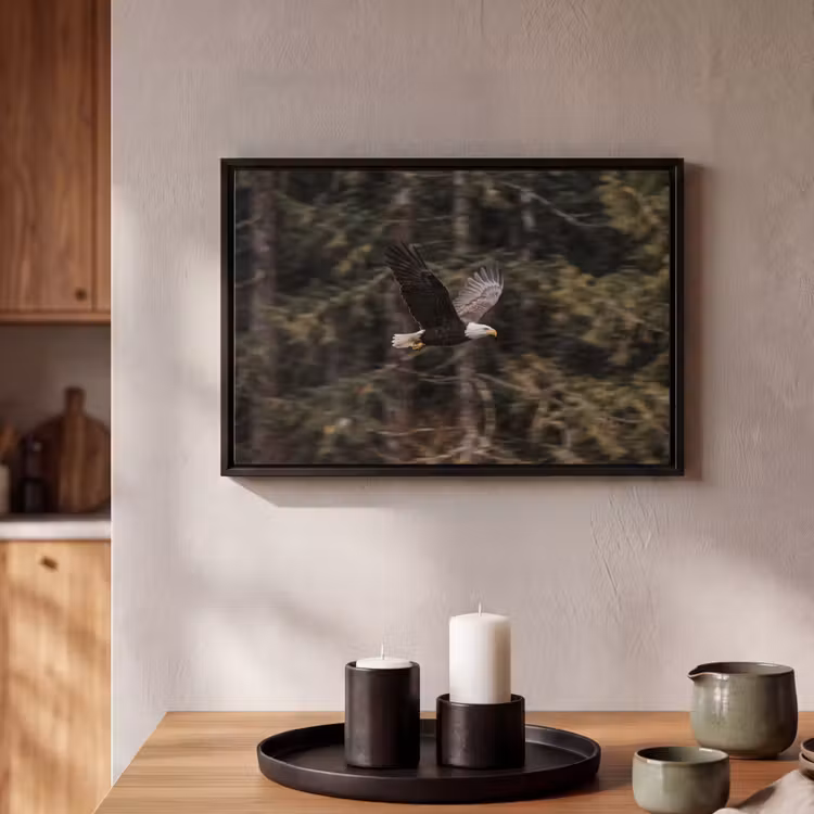 Canvas met lijst - Zeearend - Vliegen - Bos - Natuur — 2