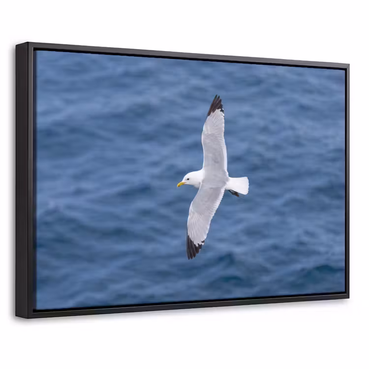 Canvas met lijst - Zeemeeuw - Oceaan - Blauw — 1