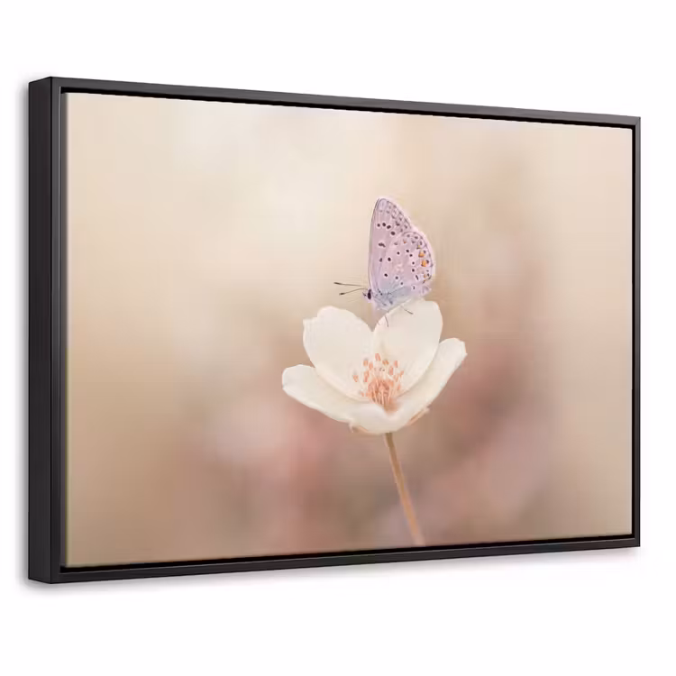 Canvas met lijst - Vlinder - Bloem - Blauw — 1