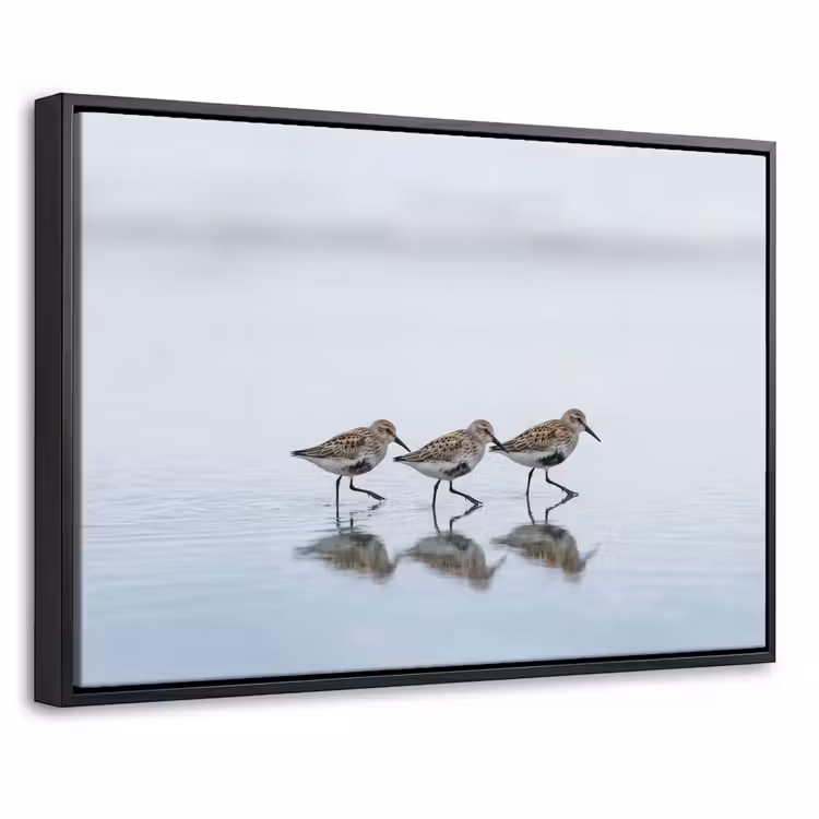 Canvas met lijst - Vogels - Water - Grijs — 1