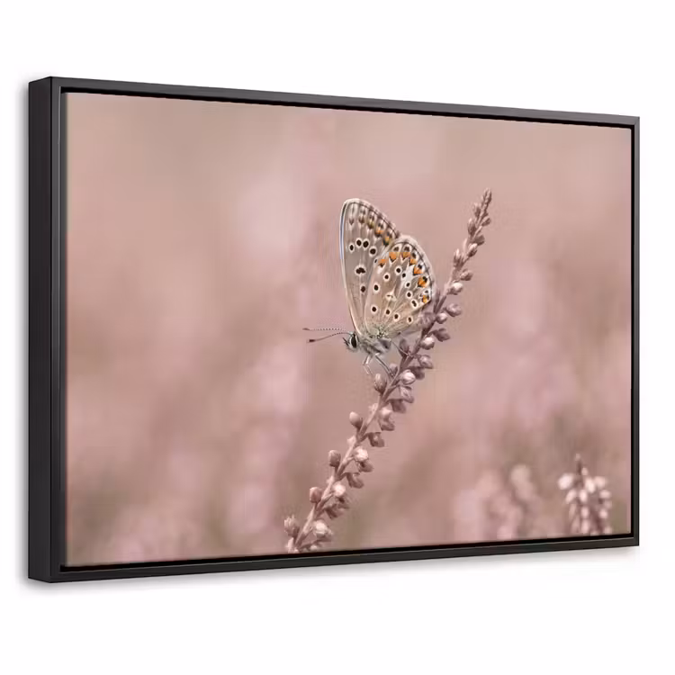 Canvas met lijst - Lavendel - Vlinder - Paars — 1