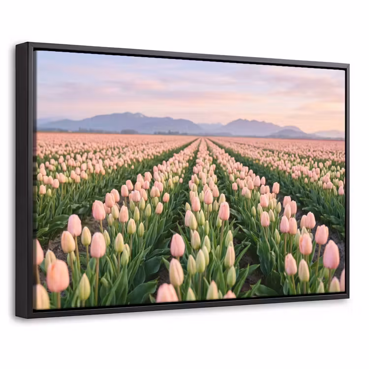 Canvas met lijst - Tulpen - Landschap - Roze — 1