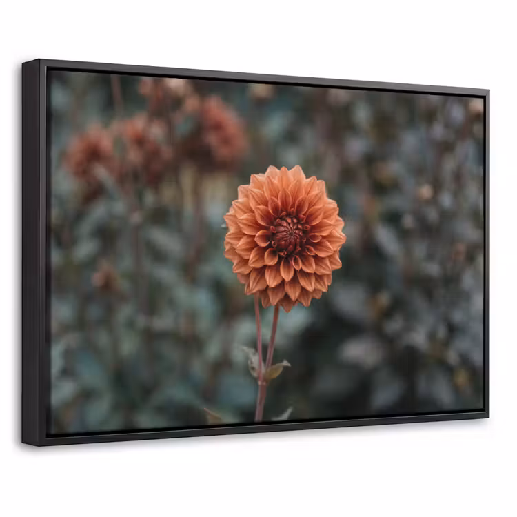Canvas met lijst - Dahlia - Bloem - Natuur - Sfeervol — 1
