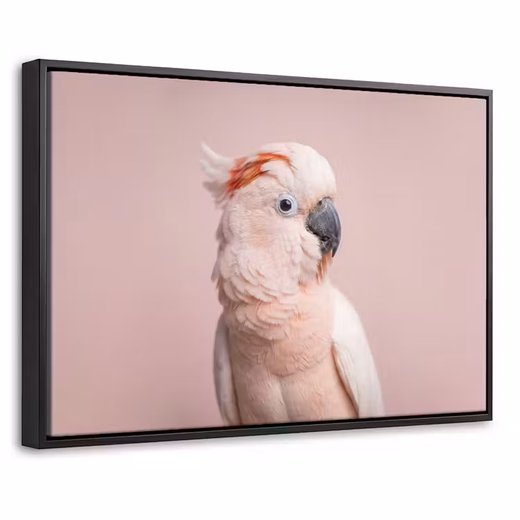 Canvas met lijst - Kaketoe - Portret - Roze — 1