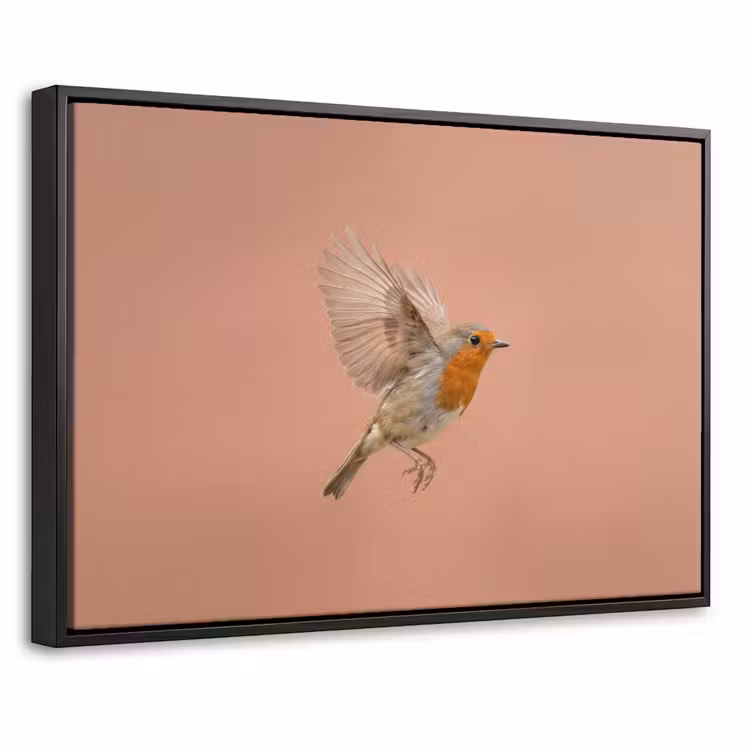 Canvas met lijst - Roodborst - Natuur - Roze — 1