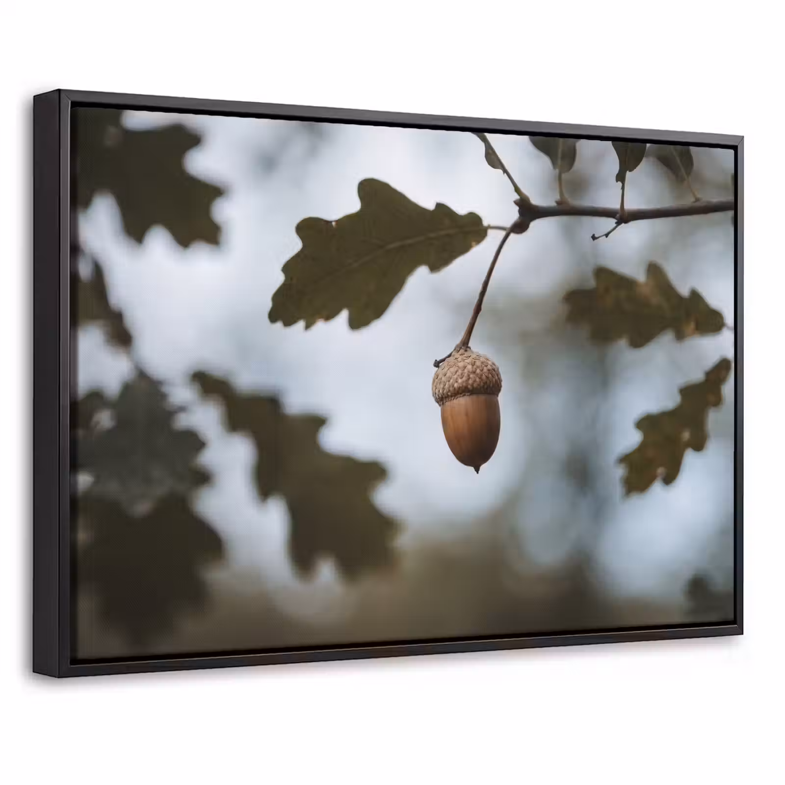 Canvas met lijst - Eikel - Eikenblad - Bos - Herfst - Natuur — 1