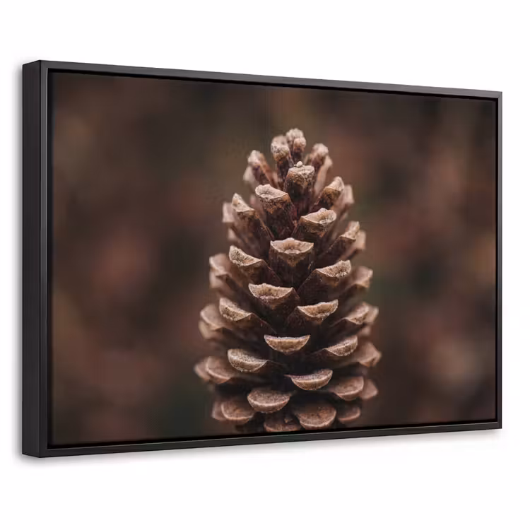 Canvas met lijst - Dennenappel - Bos - Herfst - Bruin - Sfeervol — 1