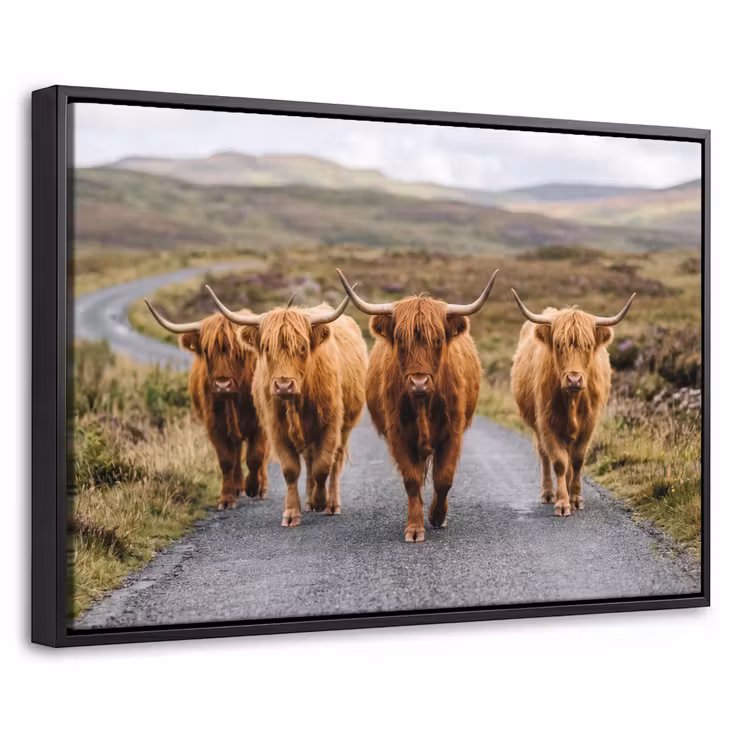 Canvas met lijst - Schotse Hooglanders - Weg - Landschap - Kudde — 1