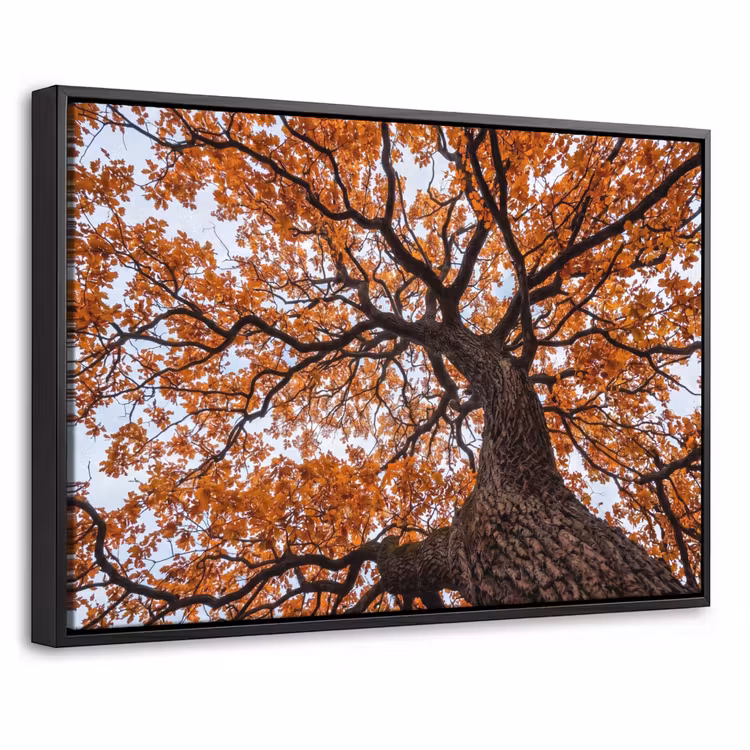 Canvas met lijst - Boom - Bladerdak - Herfst - Oranje - Sfeervol — 1