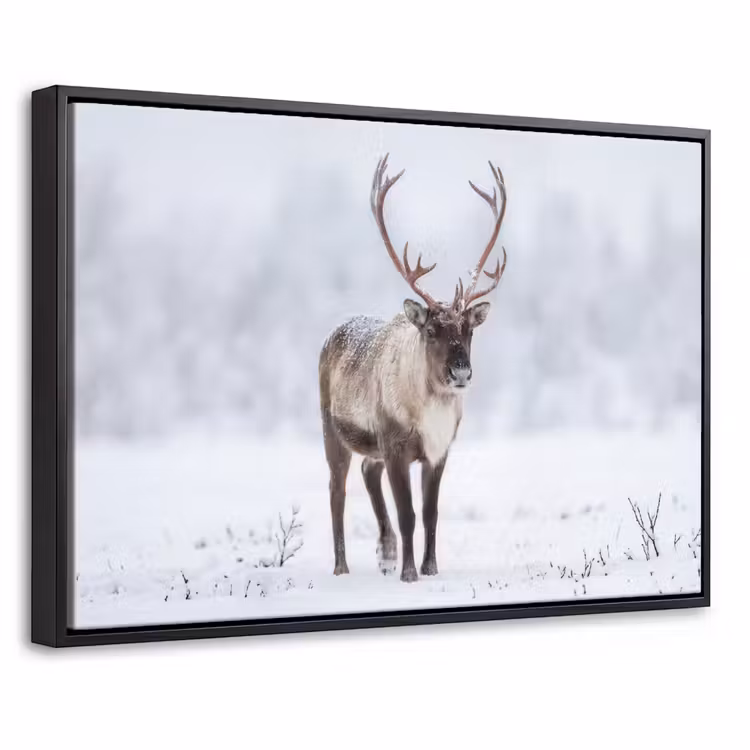 Canvas met lijst - Rendier - Gewei - Toendra - Sneeuw - Wild — 1