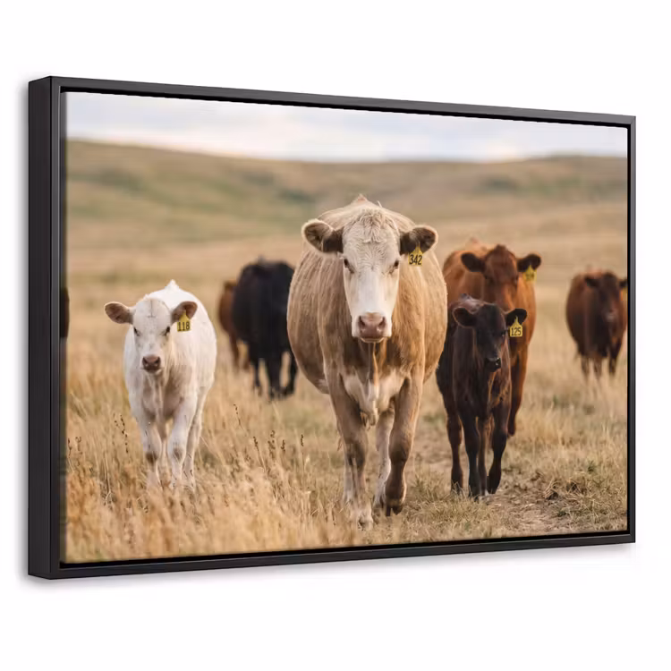 Canvas met lijst - Runderen - Kudde - Landschap - Weide - Rustig — 1