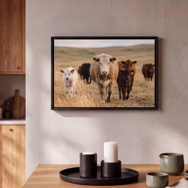 Canvas met lijst - Runderen - Kudde - Landschap - Weide - Rustig — 2