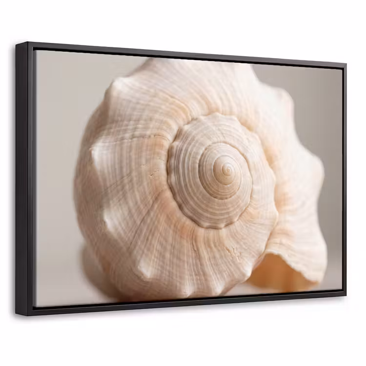 Canvas met lijst - Schelp - Detail - Beige — 1