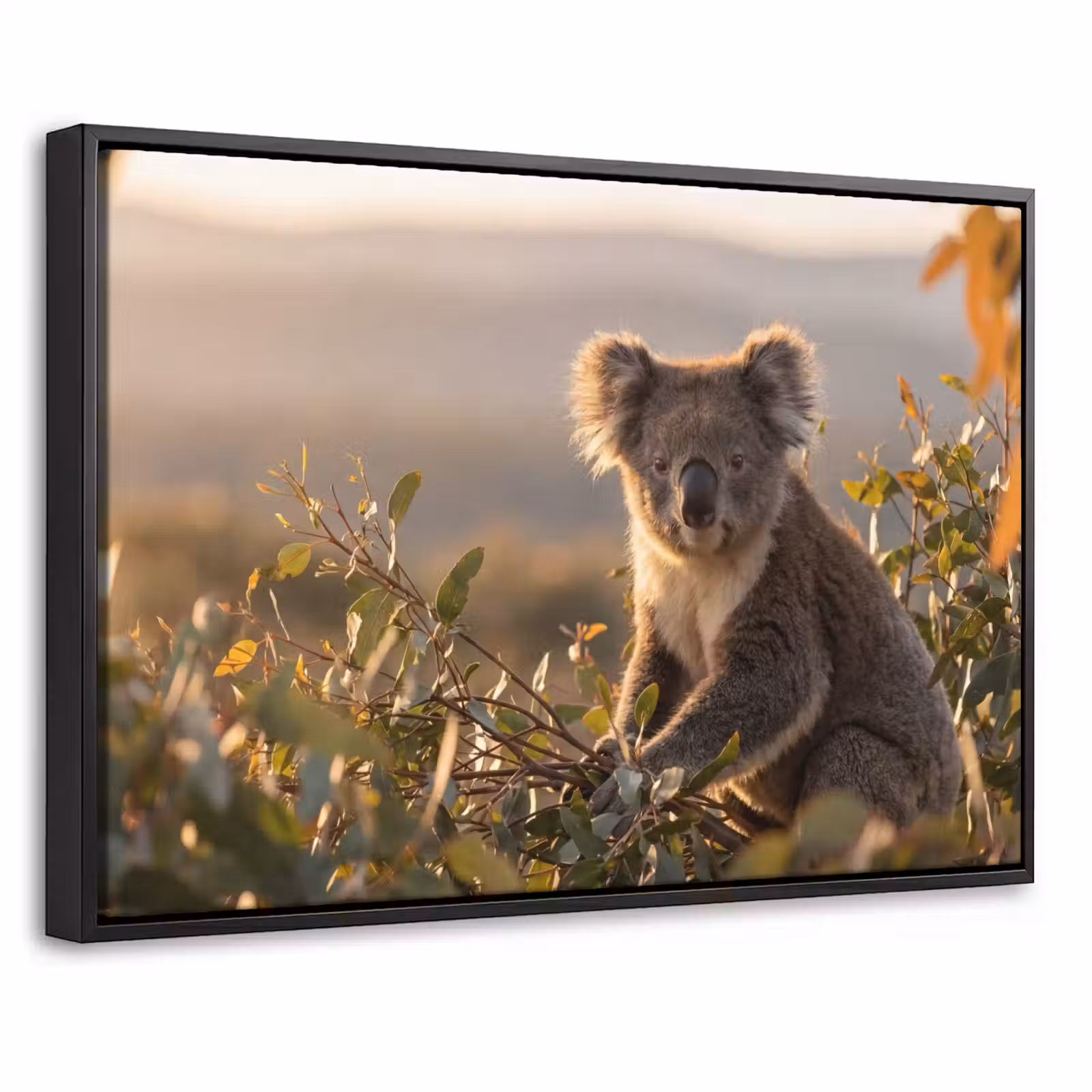 Canvas met lijst - Koala - Bladeren - Ochtendlicht — 1