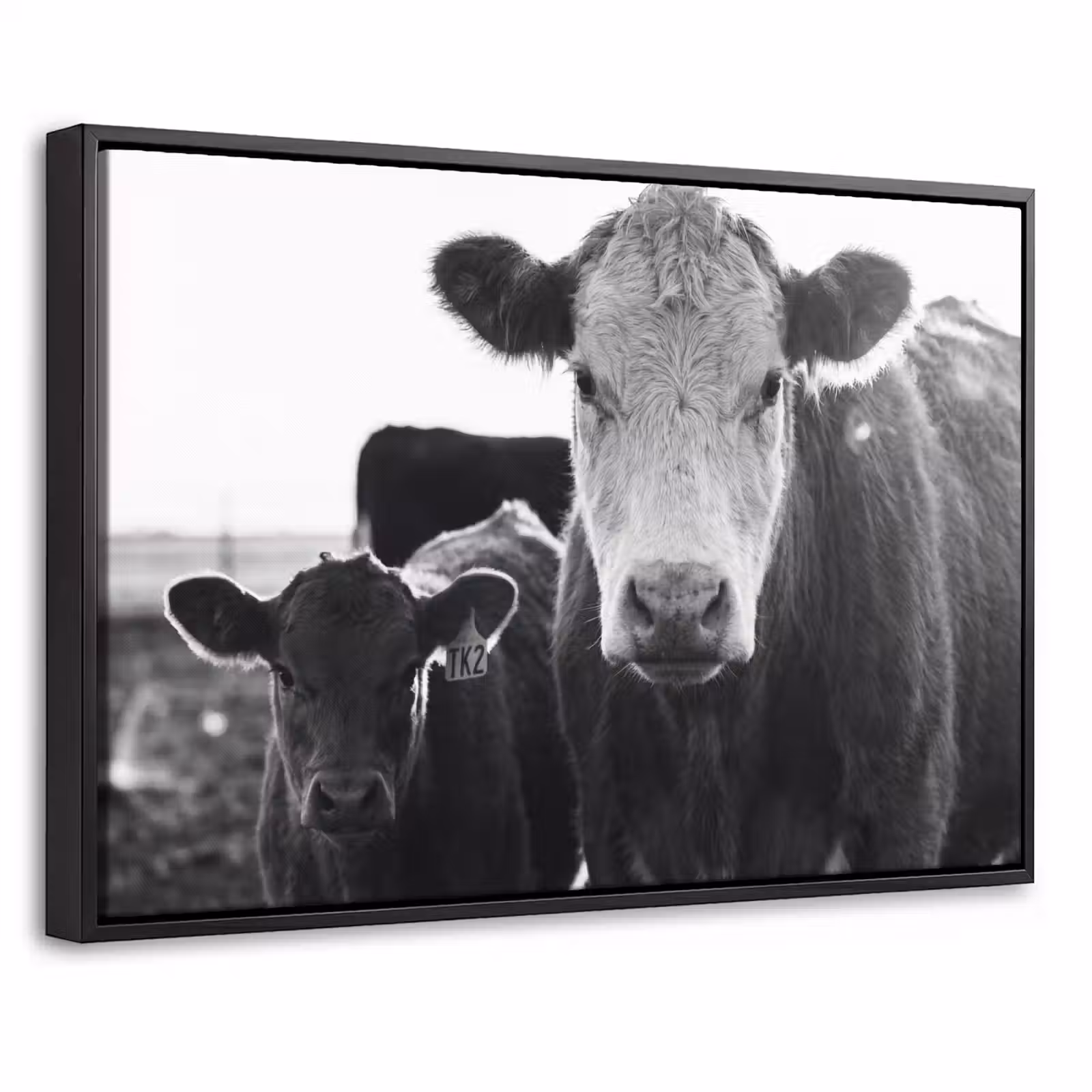 Canvas met lijst - Koeien - Zwart - Wit — 1