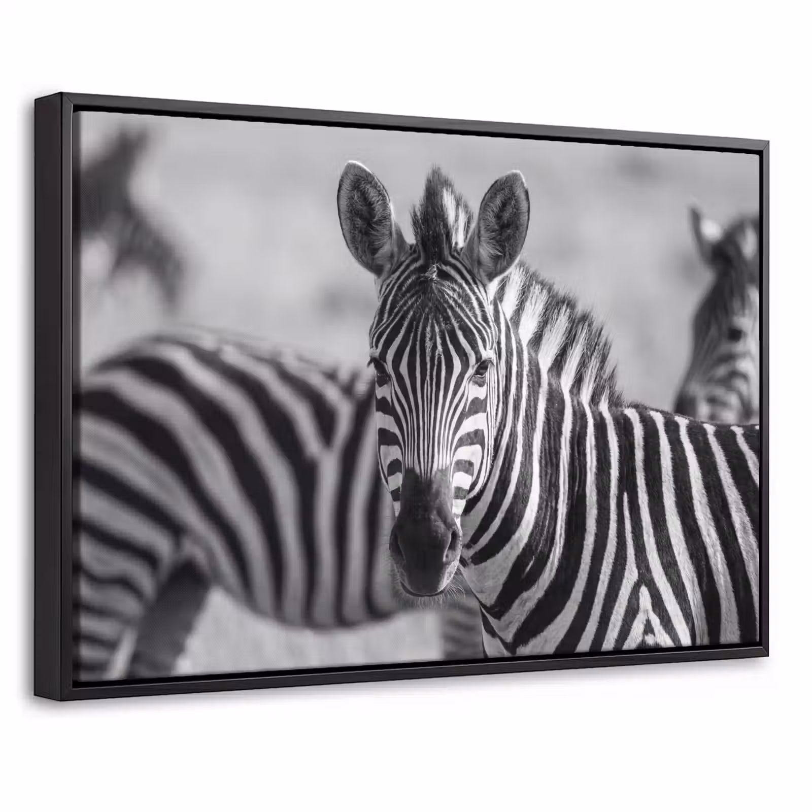 Canvas met lijst - Zebra's - Zwart - Wit — 1